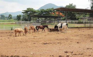 Atlar gruptaki sürüsü