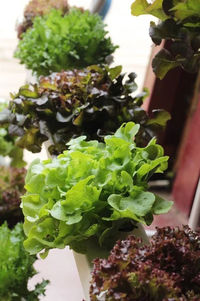 Färsk sallat hydroponics för hälsa i trädgården — Stockfoto