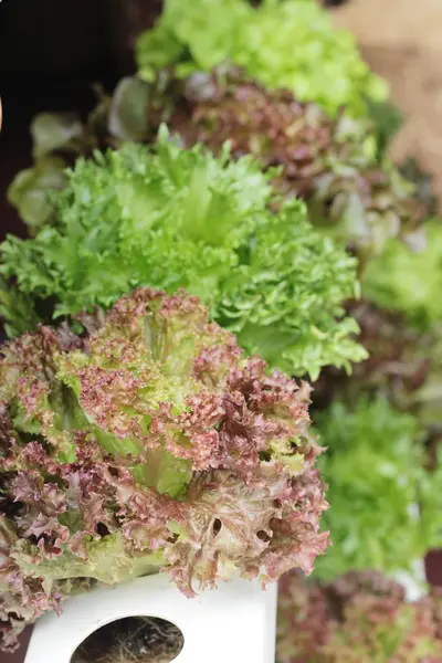 Fresh lettuce hydroponics for health in garden — Stock Photo, Image