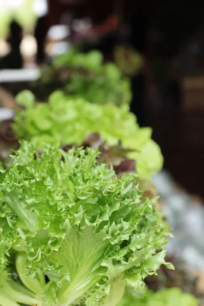 Färsk sallat hydroponics för hälsa i trädgården — Stockfoto