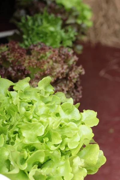 Hidroponia de alface fresca para a saúde no jardim — Fotografia de Stock