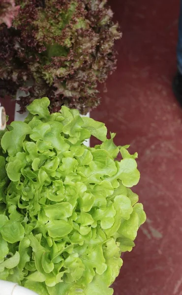 Hidropónica de lechuga fresca para la salud en el jardín —  Fotos de Stock