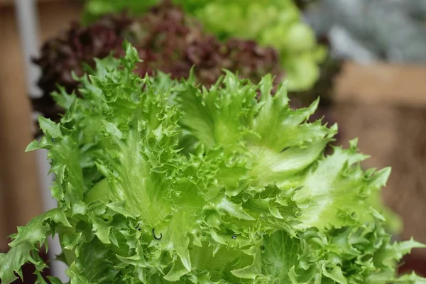 Hidropónica de lechuga fresca para la salud en el jardín —  Fotos de Stock