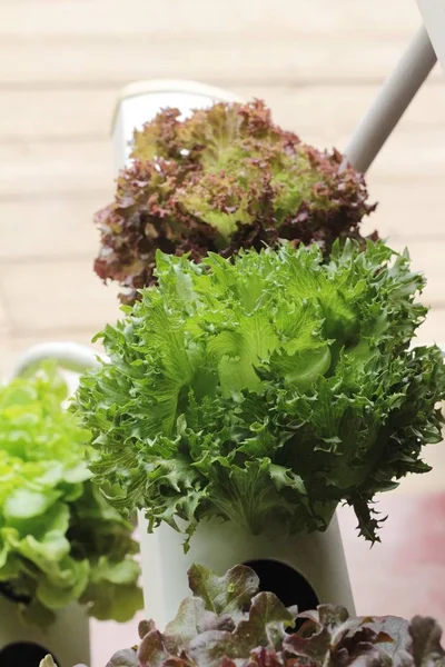 Färsk sallat hydroponics för hälsa i trädgården — Stockfoto