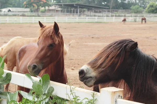 La manada de caballos en la granja —  Fotos de Stock