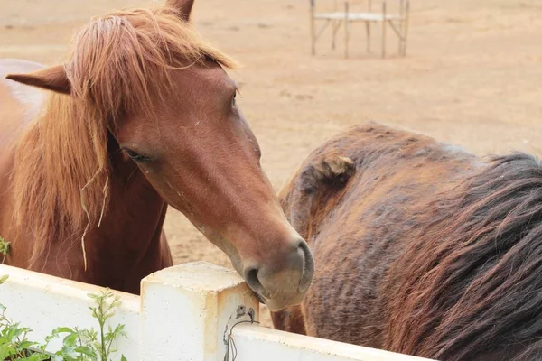 Стадо лошадей на ферме — стоковое фото