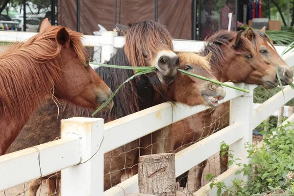 Le troupeau de chevaux dans la ferme — Photo