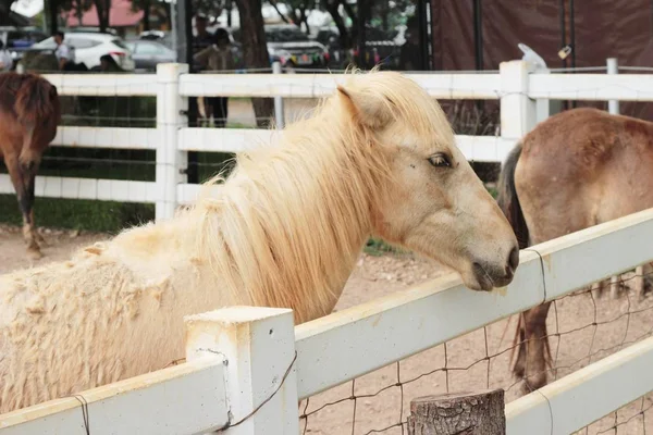 Stado koni w farmie — Zdjęcie stockowe