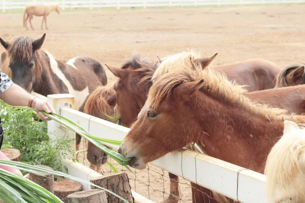 La mandria di cavalli nella fattoria — Foto Stock