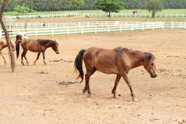 Le troupeau de chevaux dans la ferme — Photo
