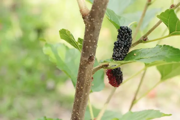Dut organik kırmızı ve siyah ağaç üzerinde — Stok fotoğraf