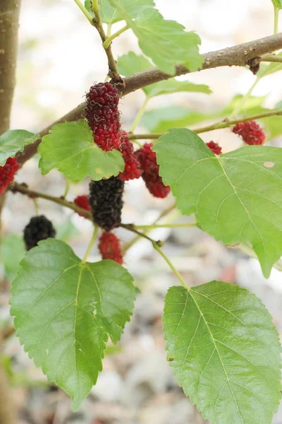 Mulberry organic red and black on tree — Stock Photo, Image