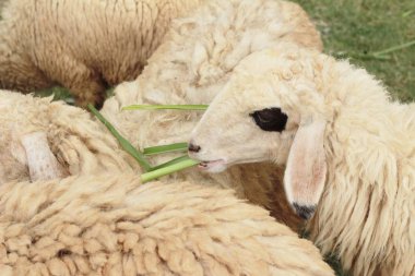 Çiftlikteki koyunlar