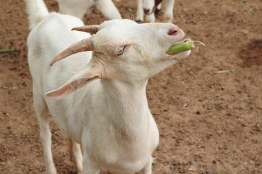 Çiftlikteki keçiler