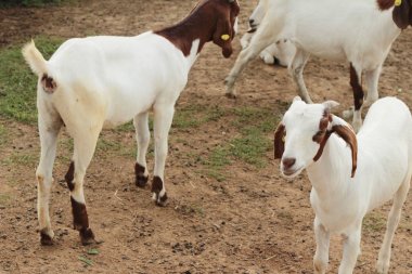 Çiftlikteki keçiler