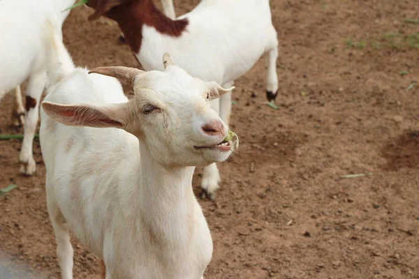 Chèvres dans la ferme — Photo