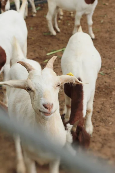 Goats in the farm — Stock Photo, Image