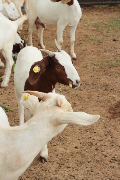 Cabras en la granja — Foto de Stock