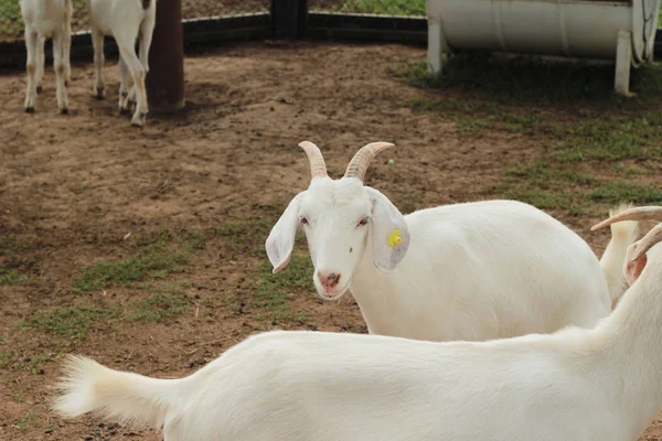 Kozy na farmě — Stock fotografie