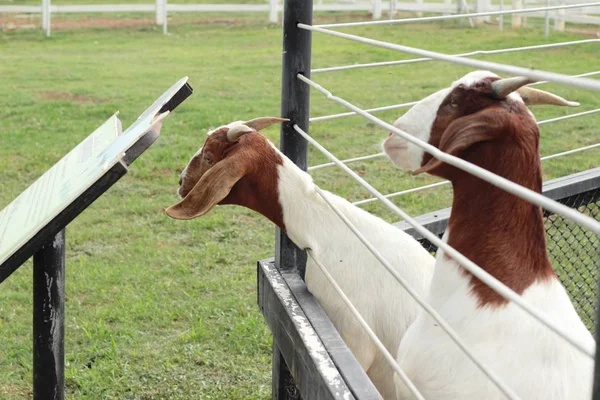 Chèvres dans la ferme — Photo