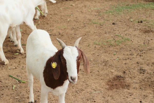 Çiftlikteki keçiler — Stok fotoğraf