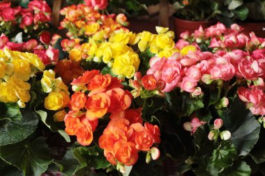 Güzel renkli çiçekler