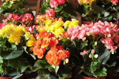 Güzel renkli çiçekler