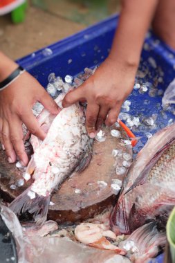 Taze balık piyasada yapma