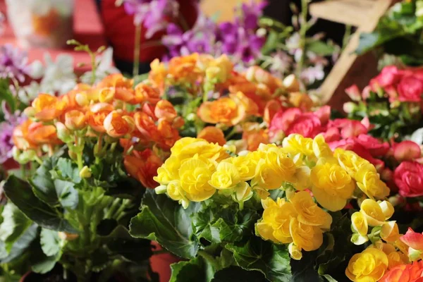 Vackra bloom färgglada blommor — Stockfoto