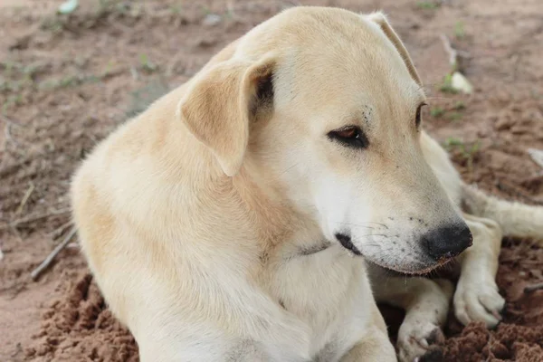 Cão sentado no chão — Fotografia de Stock