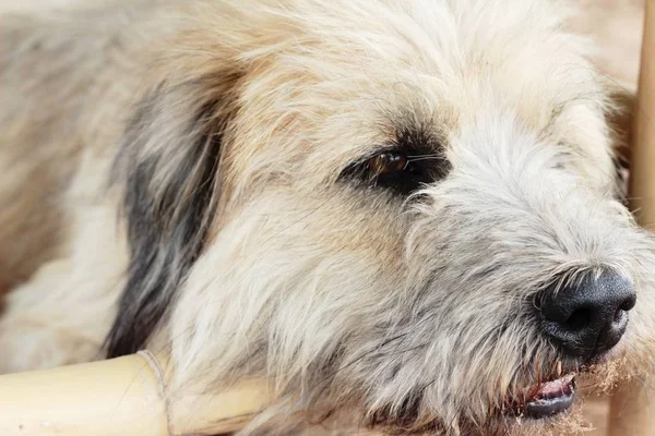 Cão sentado no chão — Fotografia de Stock