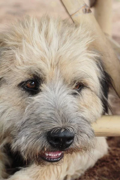 Cão sentado no chão — Fotografia de Stock