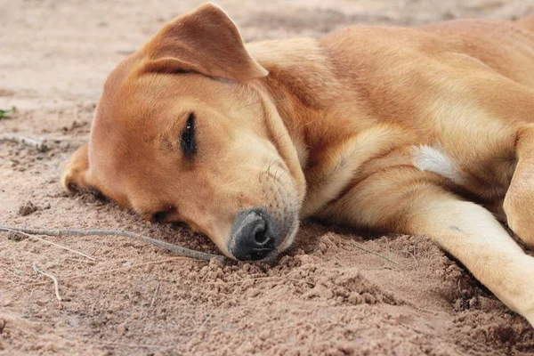 Perro sentado en el suelo —  Fotos de Stock