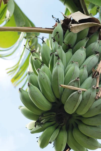 Банан на дереве с природой — стоковое фото