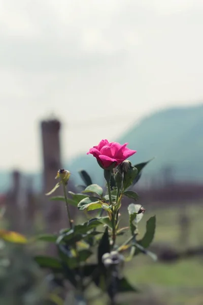 De belles roses fleurissent dans le jardin — Photo