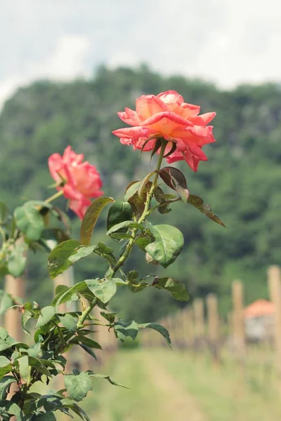 Beautiful roses is blooming in the garden — Stock Photo, Image