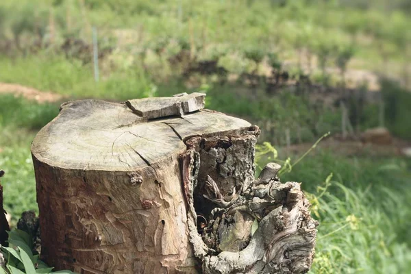 Stumps with the nature — Stock Photo, Image