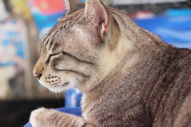 Gri kedi şirin sepet üzerinde uyuyor