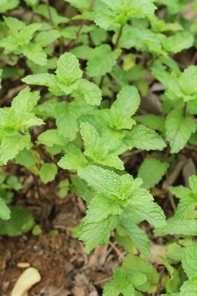 Hojas de menta de pimienta en la naturaleza — Foto de Stock