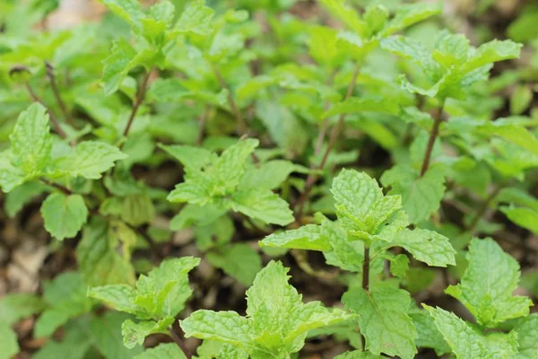 Pepper mint leaves in the nature — Stock Photo, Image