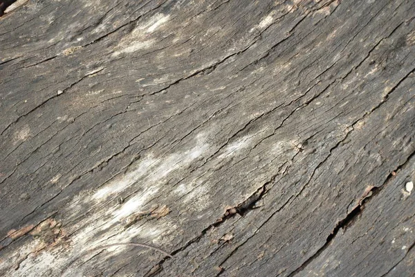 Antiguo fondo de pared de belleza de madera y textura — Foto de Stock