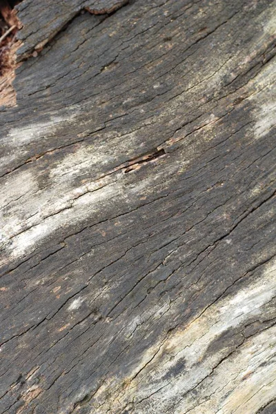 Stare drewniane piękna ściana tło i tekstura — Zdjęcie stockowe