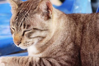 Gri kedi şirin sepet üzerinde uyuyor