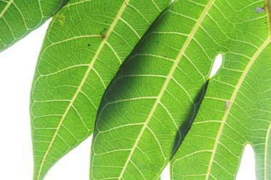 Yeşil doğa ile su damlaları ile yaprak