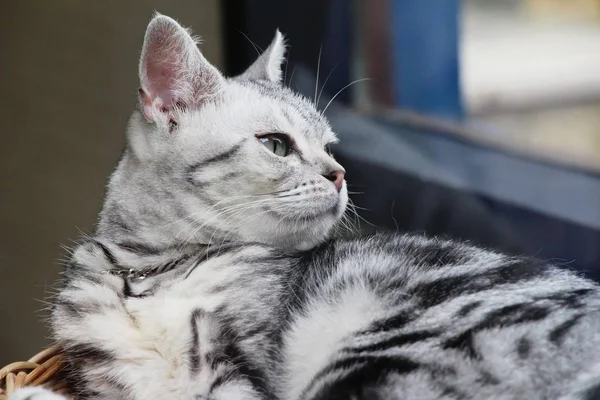 Gato cinza bonito está dormindo na cesta — Fotografia de Stock