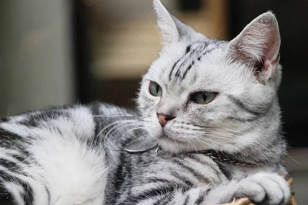 Katze grau niedlich schläft auf Korb — Stockfoto