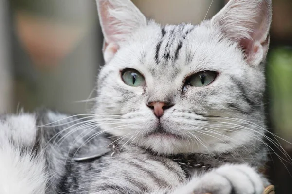 Katze grau niedlich schläft auf Korb — Stockfoto