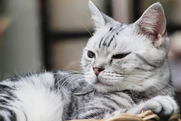 Katze grau niedlich schläft auf Korb — Stockfoto