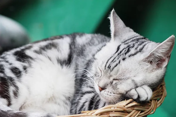 Katze grau niedlich schläft auf Korb — Stockfoto