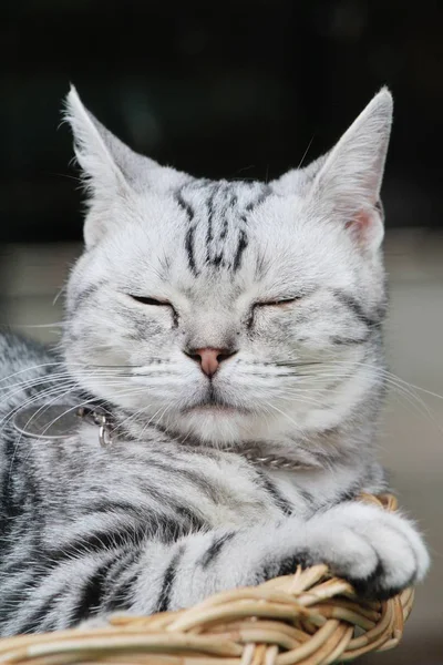 Γκρι γάτα χαριτωμένο κοιμάται στο καλάθι — Φωτογραφία Αρχείου